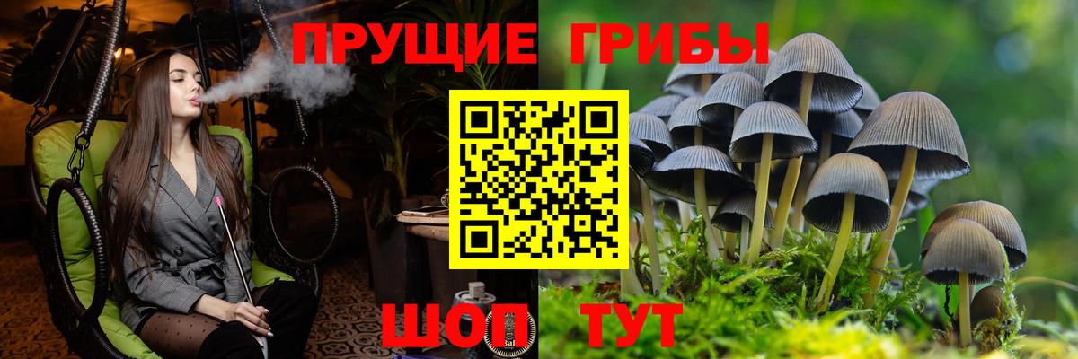 Псилоцибиновые грибы Psilocybe  сколько стоит  Кингисепп  Галлюциногенные грибы Psilocybe  Вход с VPN 